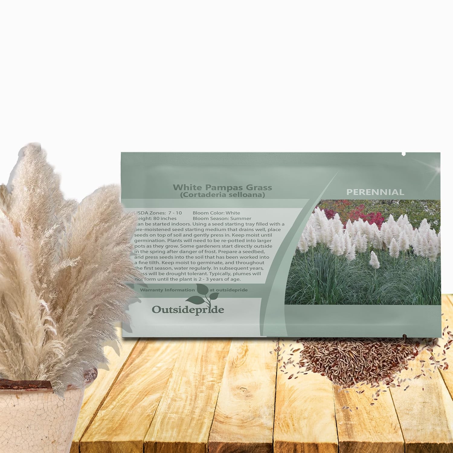 1000 White Pampas Grass Seeds Perennial Ornamental Garden Planting