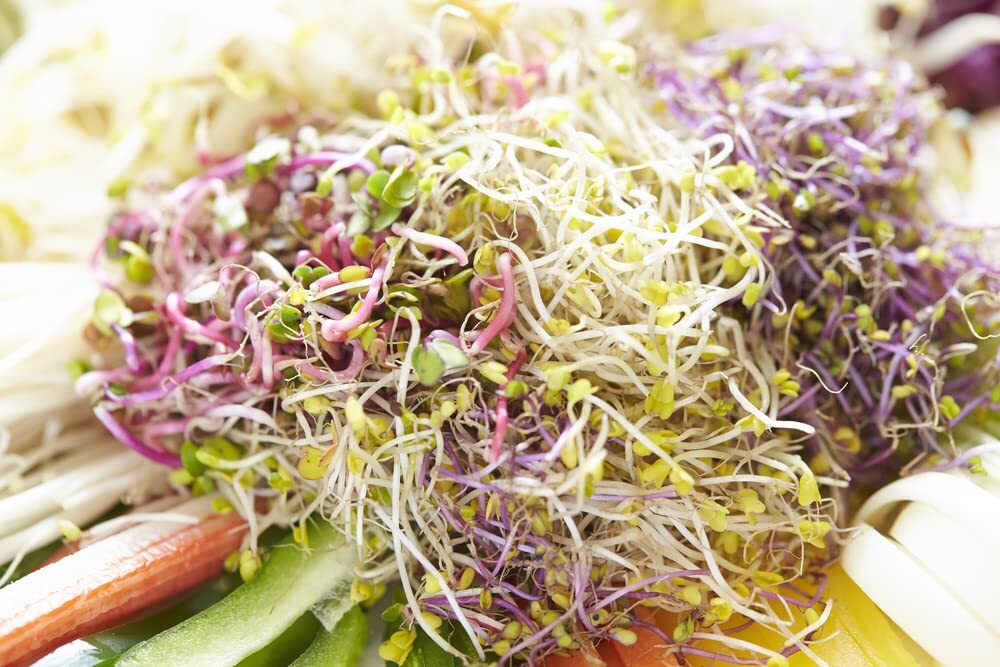Radish Sprouts Seed (250 Seeds) Easy and Fast Growing, Very Healthy Microgreens