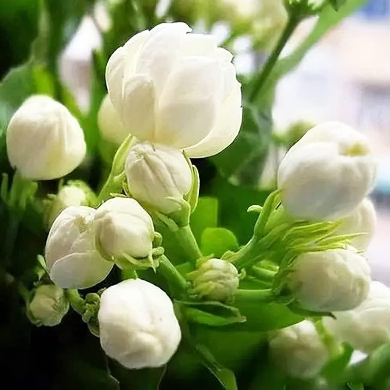 Evergreen Climbing Jasmine Flower Seeds – 100+ for All-Season Garden Elegance