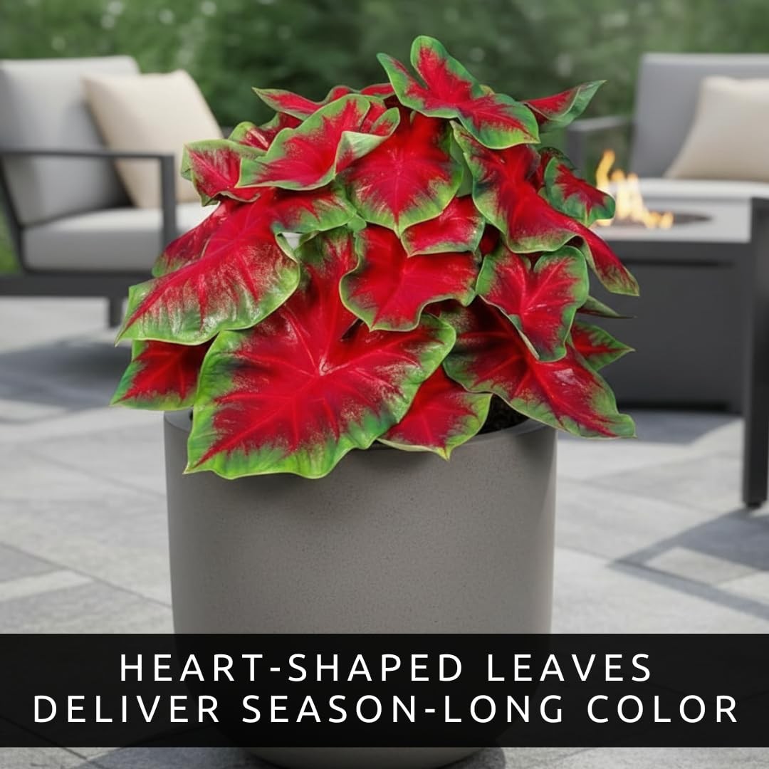 Florida Cardinal Caladium Bulbs for Planting Fancy Heart-Shaped Leaves