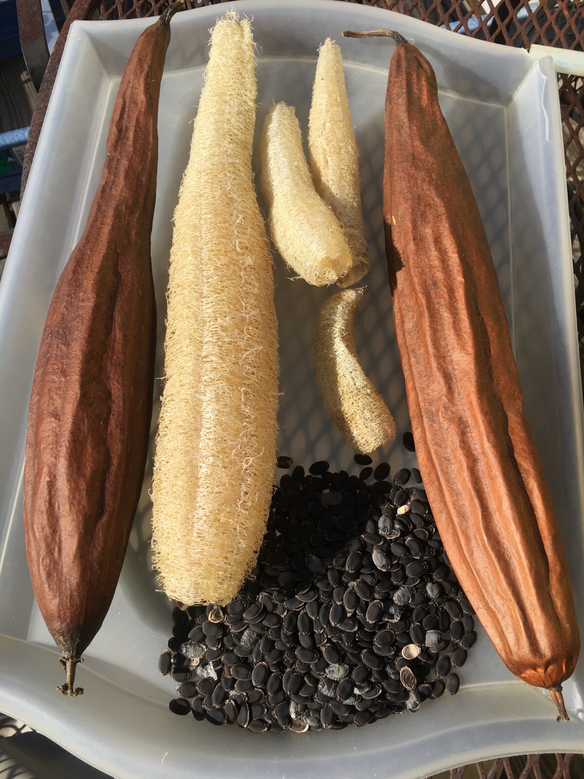 LUFFA GOURD – 15 Fresh Seeds – FREE Shipping