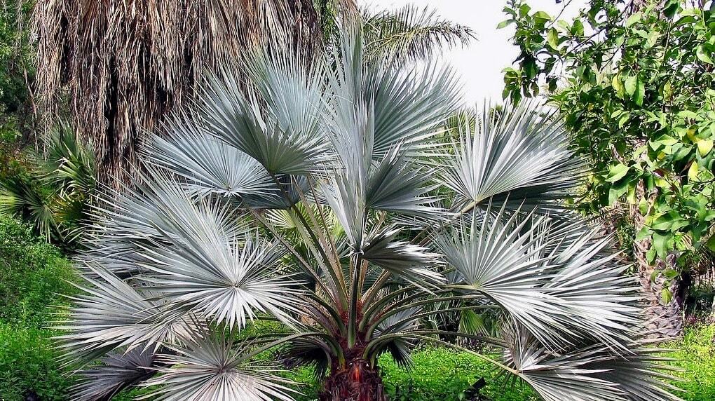 Mexican Blue Hesper Palm Tree Seeds ~ Brahea Armata ~ Mexican Blue Palm Tree ~