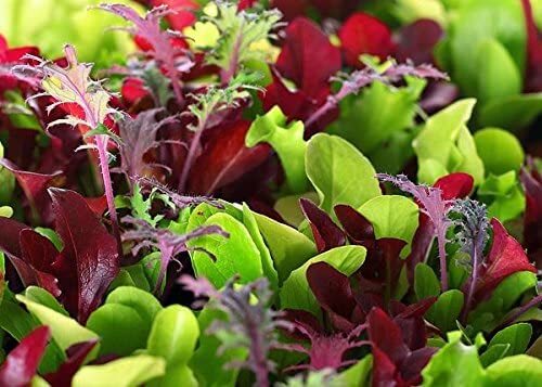 Microgreens Mix – Basil, Onion, Radish, Alfalfa, Wheatgrass – 5 of The Best Micr