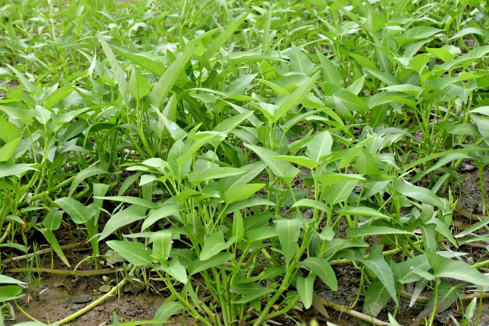 Kolmi Shak Seeds ( 20 Grams ) Water Spinach seeds, Indian Water Spinach