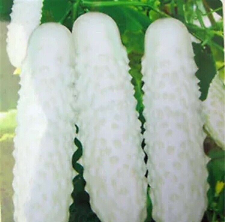 100pcs White Cucumber Seeds Cucumis Sativus Vegetable Fruit Home Garden Plant