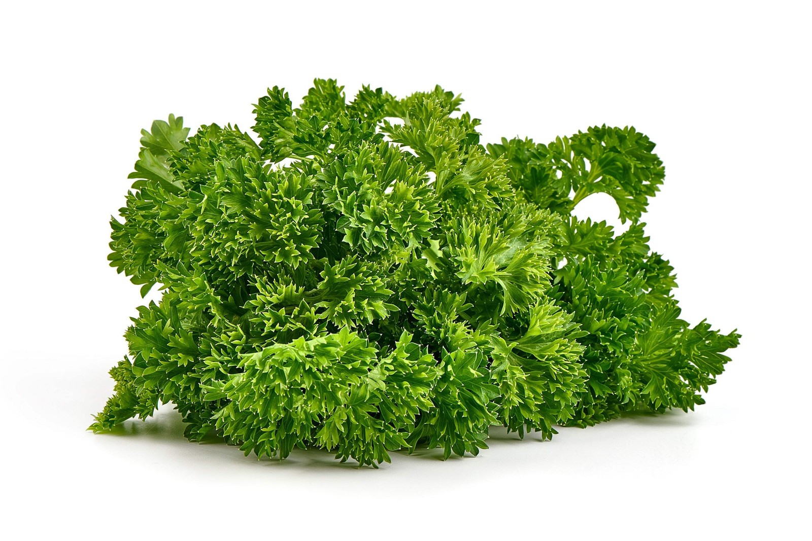 500 FOREST GREEN PARSLEY Petroselinum Crispum Double Triple Curl Vegetable Seeds