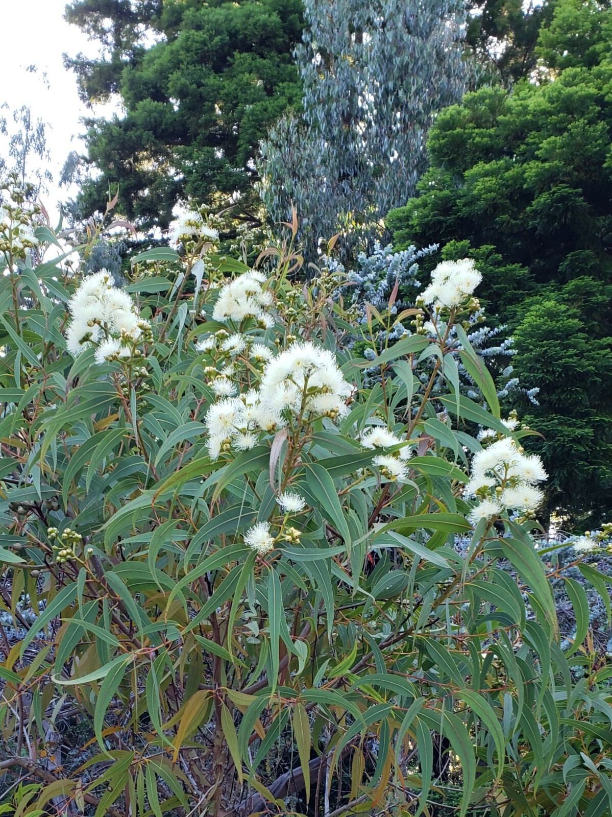 Eucalyptus eximia ssp. nana – (Corymbia) – Dwarf Yellow Bloodwood – Fresh Seeds