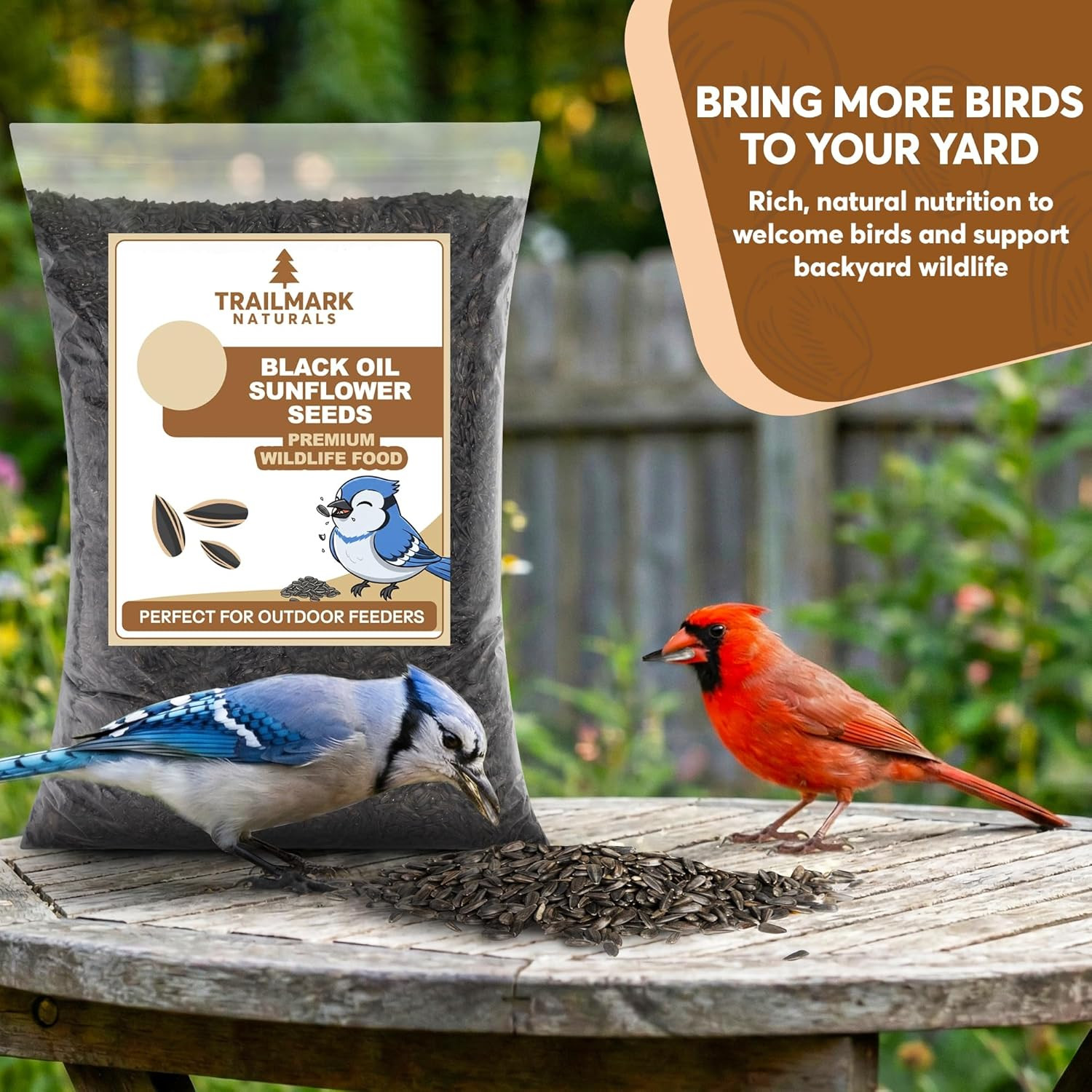10 Pound Black Oil Sunflower Seeds for Birds – Premium Wildlife Food – Non – GMO