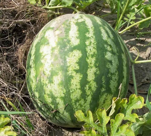 CRIMSON SWEET WATERMELON SEEDS, Heirloom – NON-GMO,