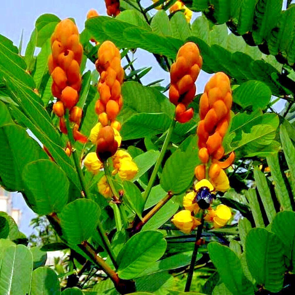 20 CANDLE BUSH SEEDS Cassia Alata Senna Tree Plant “Flowers Attract Butterflies”