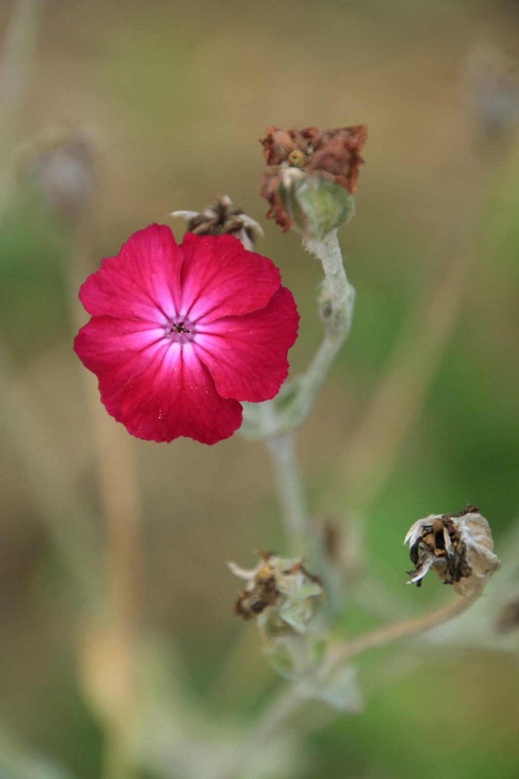 Lychnis Coronaria – Rose Campion seed