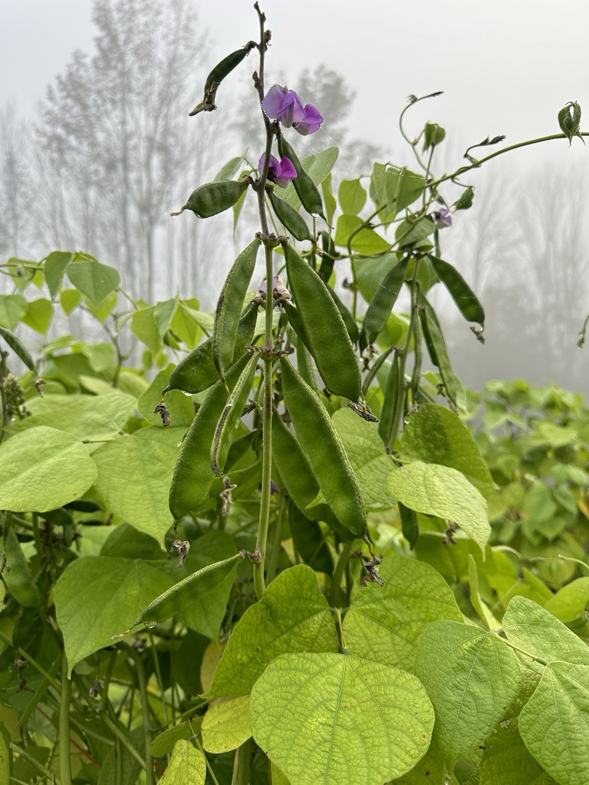 Country Bean Bari – 1 Bangladeshi Flat Bean 10 Deshi Shim Seeds
