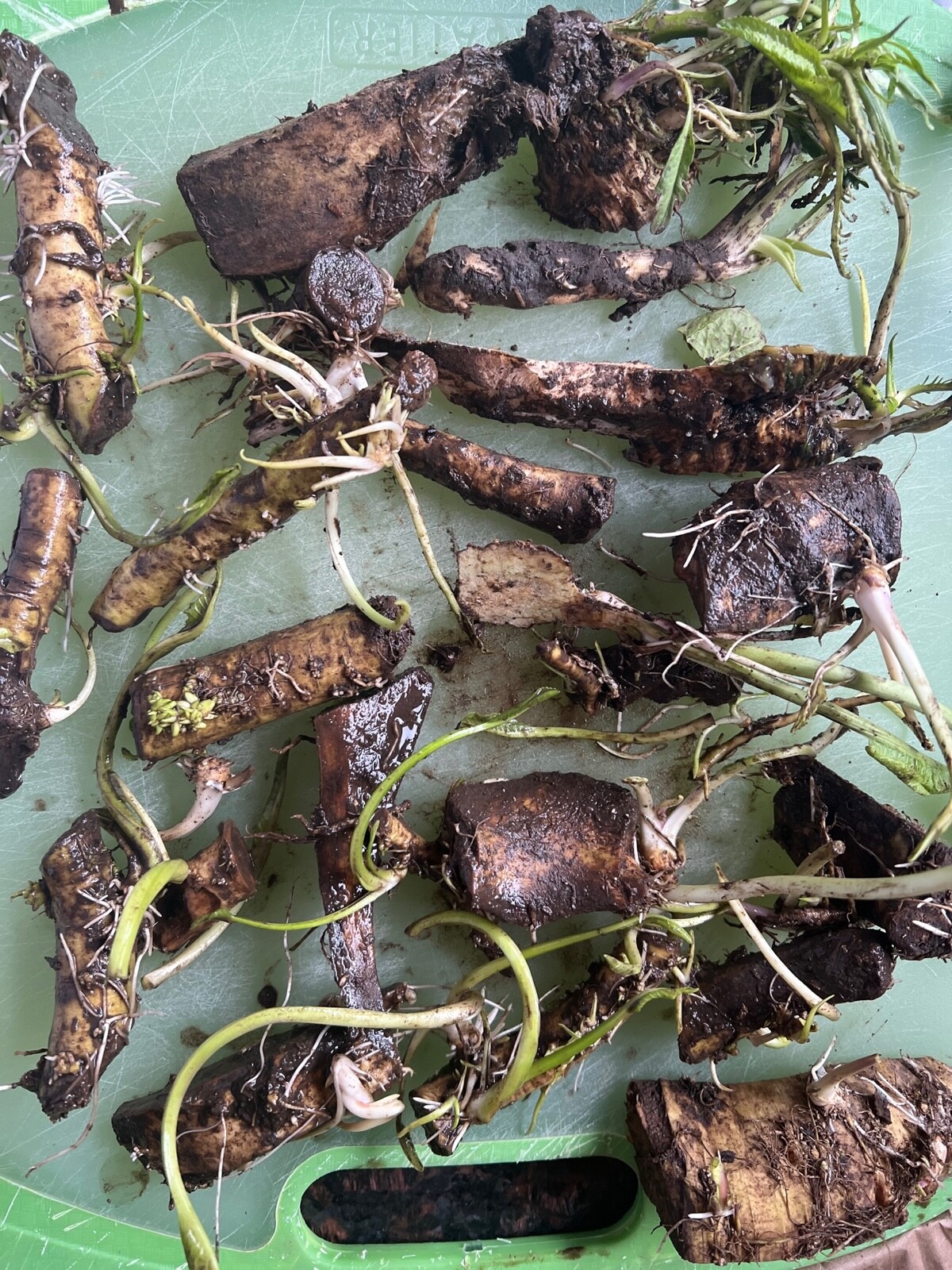 HORSERADISH STARTS (Common), ORGANIC: 6 ea. for planting