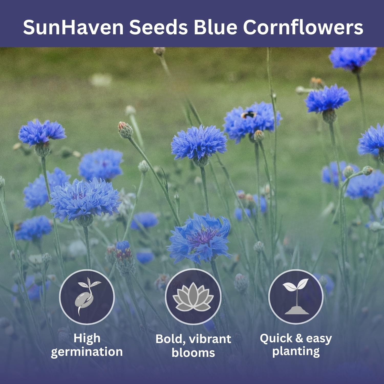 SunHaven Seeds Bachelor Button – Blue Cornflower – 5,500+ –
