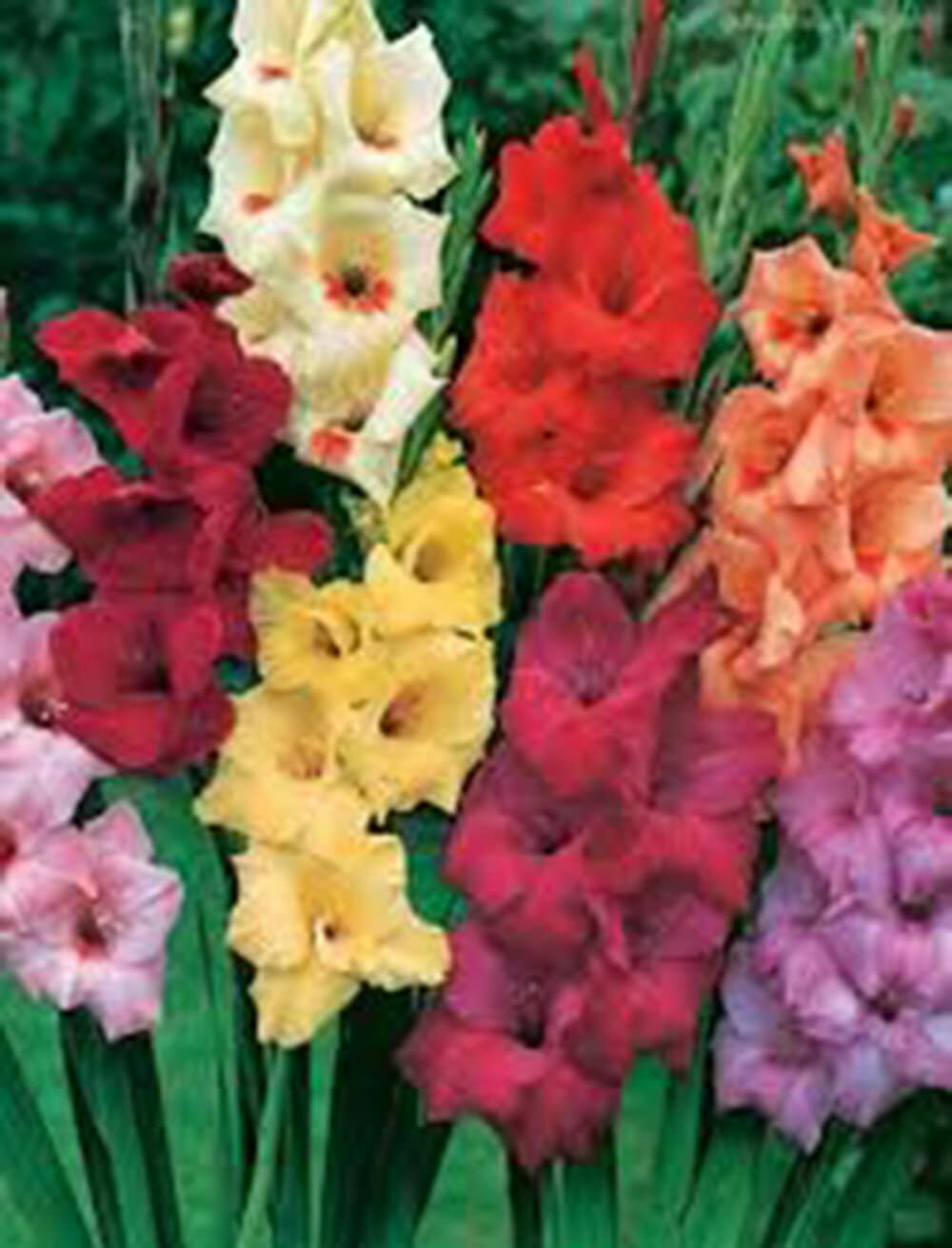 GLADIOLUS, BULB (20 PACK) PASTEL MIXED
