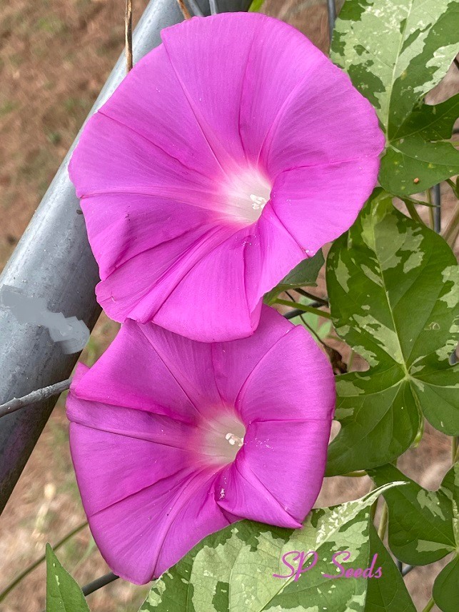 Morning Rhapsody – Japanese Morning Glory – ipomoea NIL – seeds – Variegated