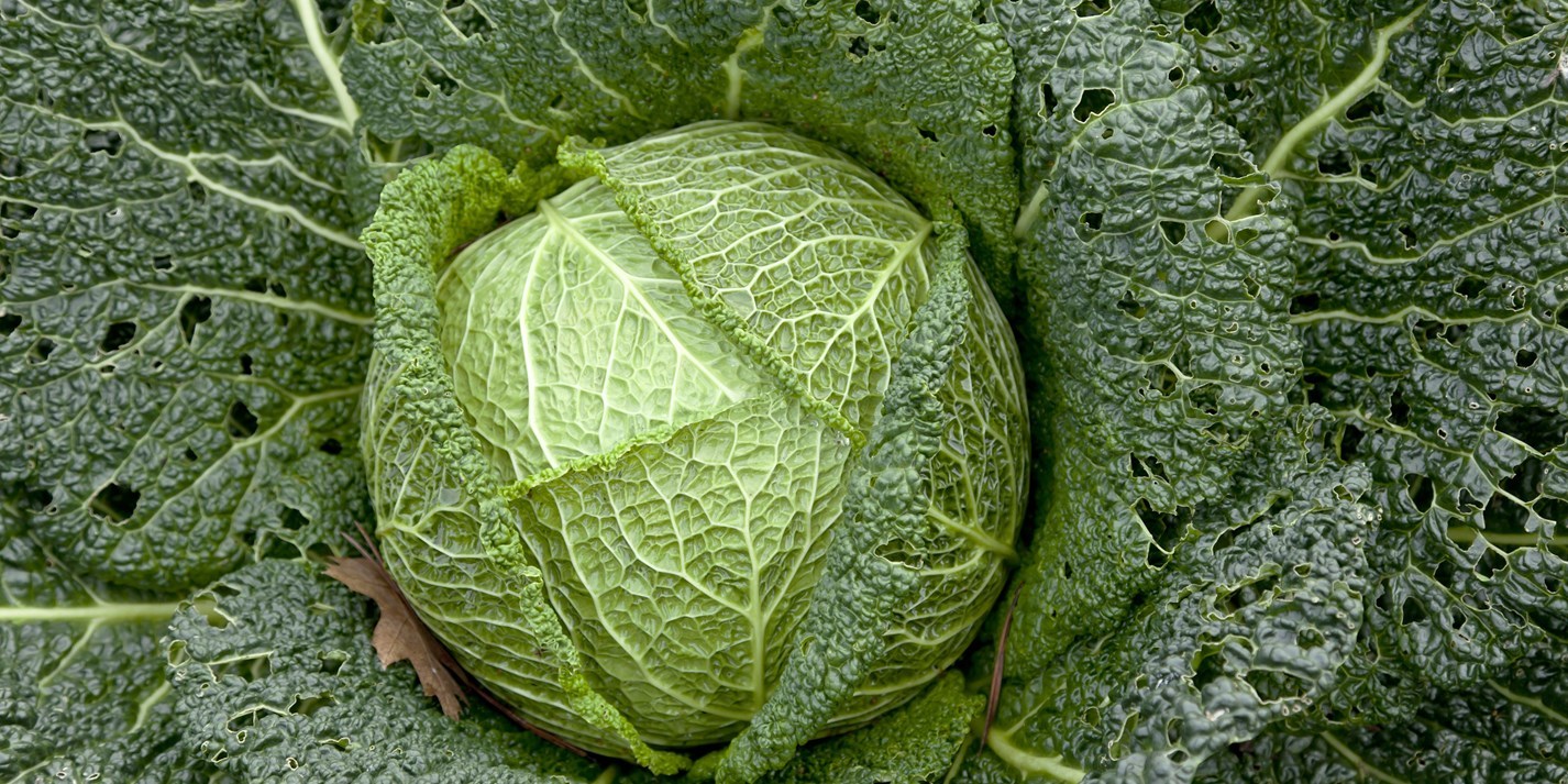 Savoy Perfection Cabbage Seeds, NON-GMO, Drumhead, Easy Grow Heirloom, FREE SHIP