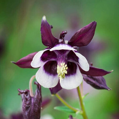 40 Columbine William Guinness seeds
