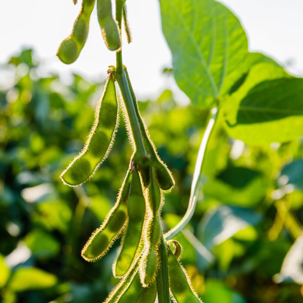 25 LB KS 5120N Soybean Seeds For Forage