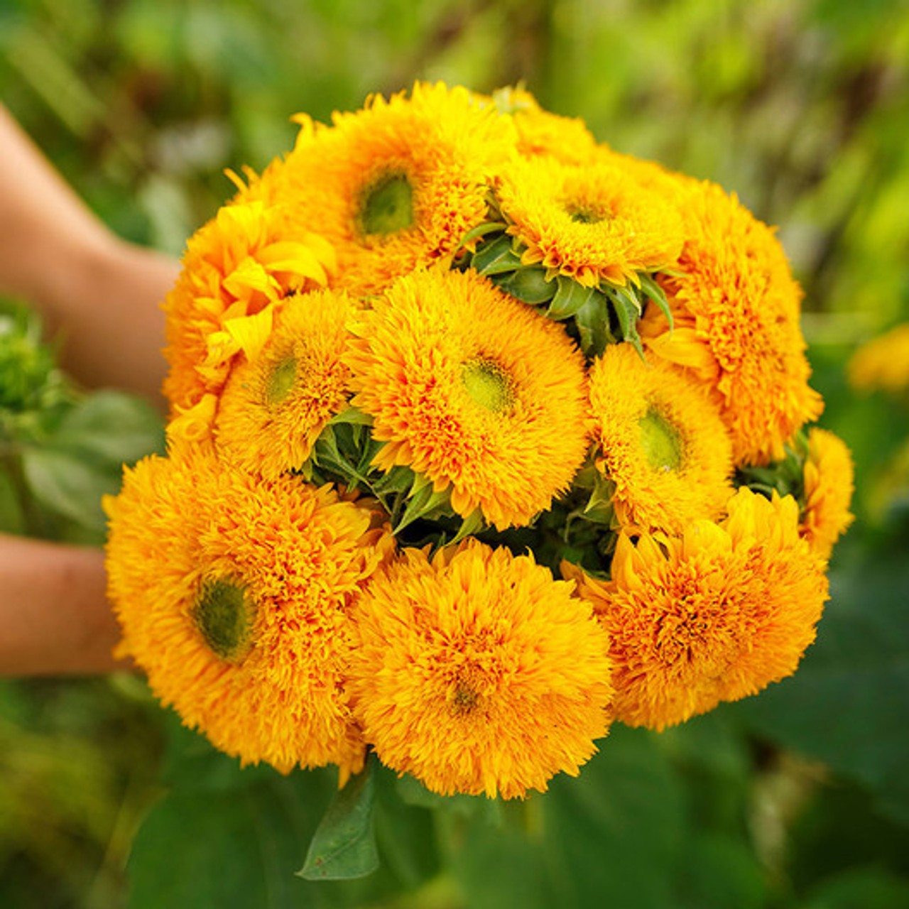100+ DOUBLE DWARF SUNFLOWER SEEDS — DWARF TEDDY BEAR — SUNGOLD ——- FRESH