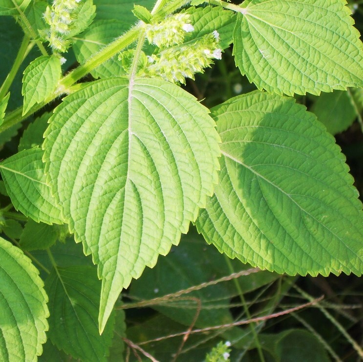 Green Perilla Seeds | Shiso Japanese Mint Basil Kaennip Asian Herb Seed 2024