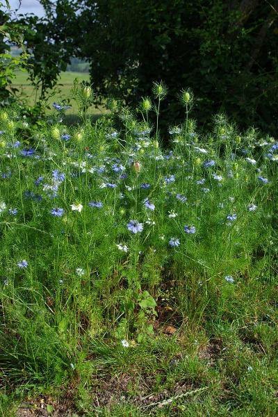 Nigella damascena | Hair of Venus | love-in-a-mist | Ragged Lady | 100 Seeds