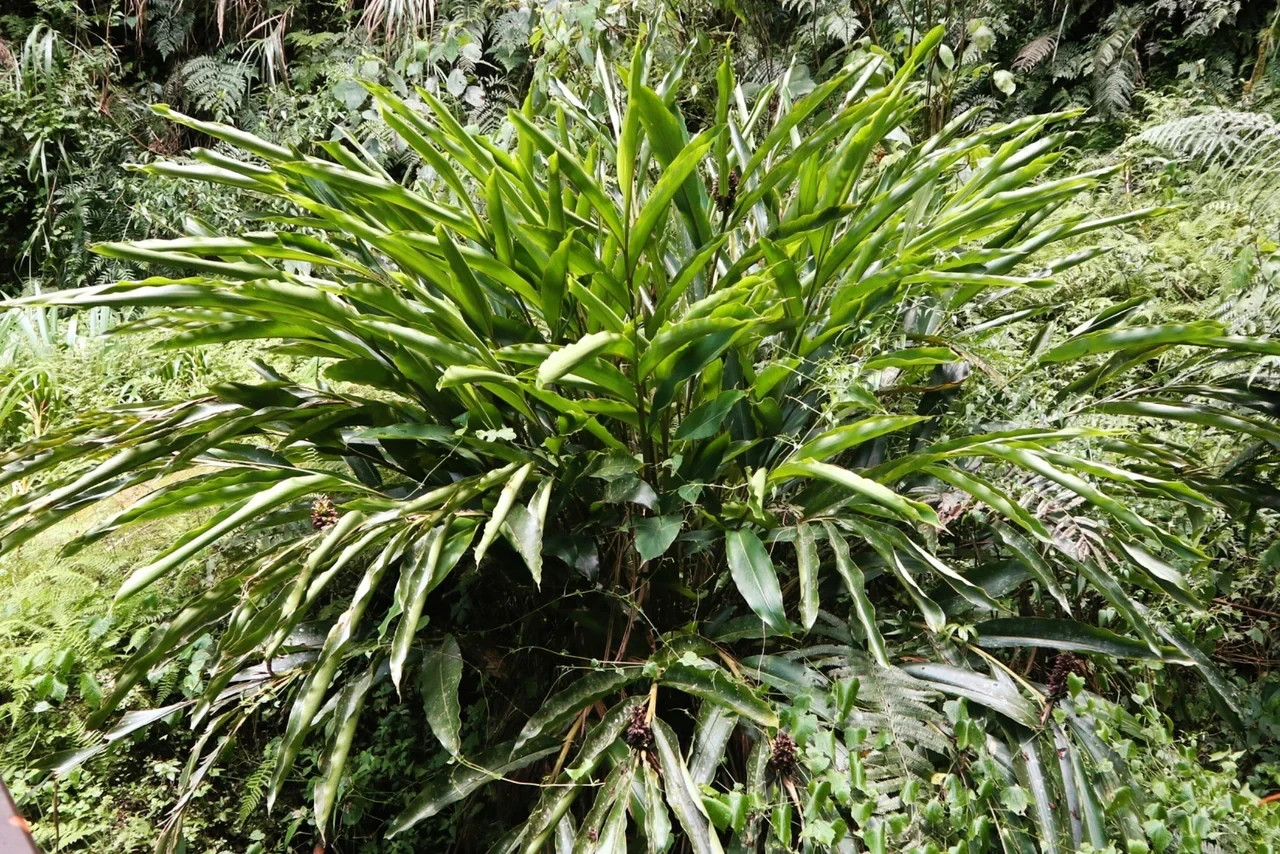 10 Cardamom (Elettaria cardamomum) Herb/Flowering Shrub Tree Seeds – Rare Spice