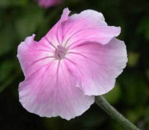 Lychnis coronaria oculata 10 seeds