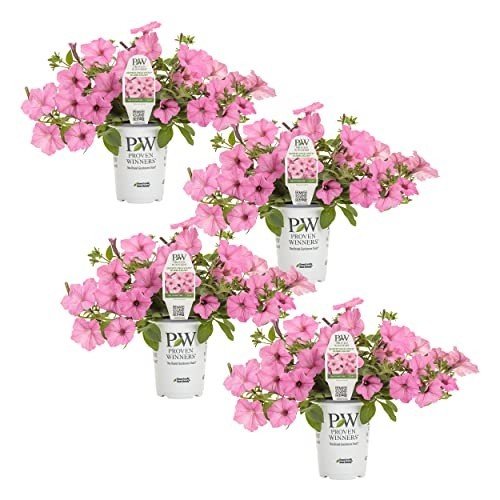 Petunia Plants – Supertunia Vista Bubblegum – 4 Pack – Annual Spring & Summer Bl