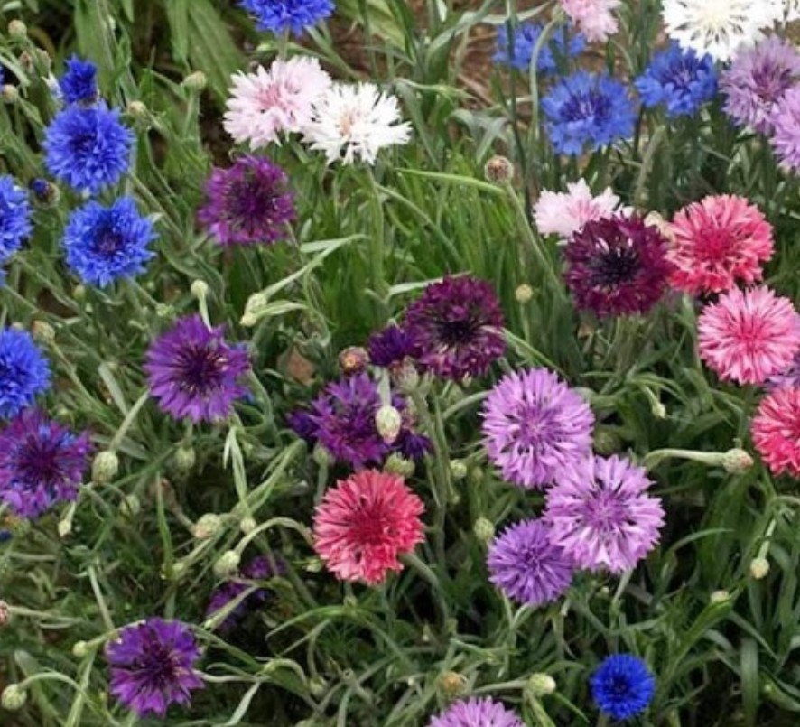500+ Polka Dot Cornflower Mix Seeds **Fresh Seeds** ~~Free Shipping~~