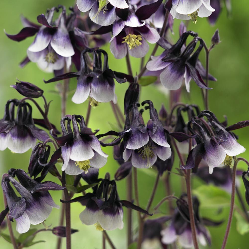 40 Columbine William Guinness seeds