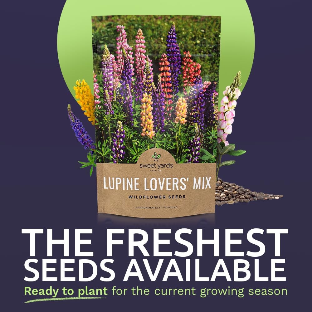 Bulk Lupine Mix Wildflower Seeds 1/4 Pound Bag Over 4,500 Untreated Annual
