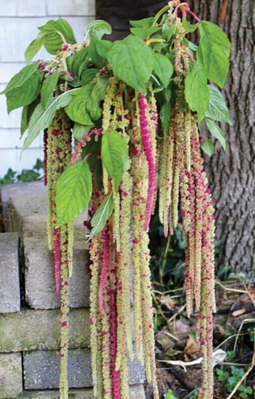 Amaranthus, ‘Mira’ 25 seeds