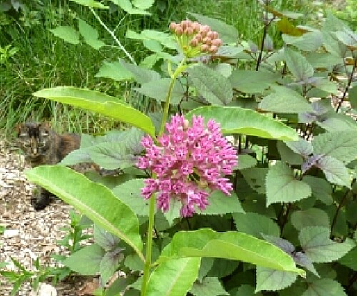 Milkweed Seed Mix 5 species Asclepias common purple orange swamp tropical