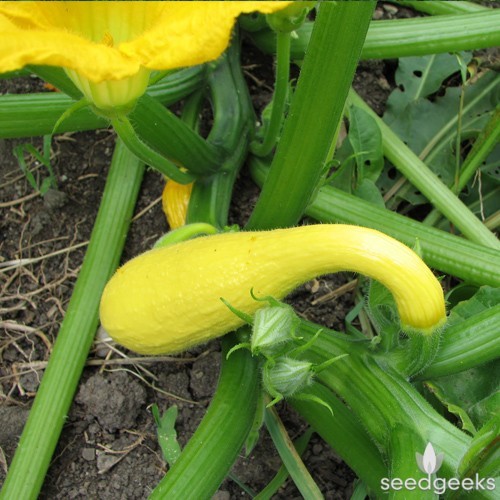Squash Seed: Early Summer Crookneck Squash Seeds Fresh Seed