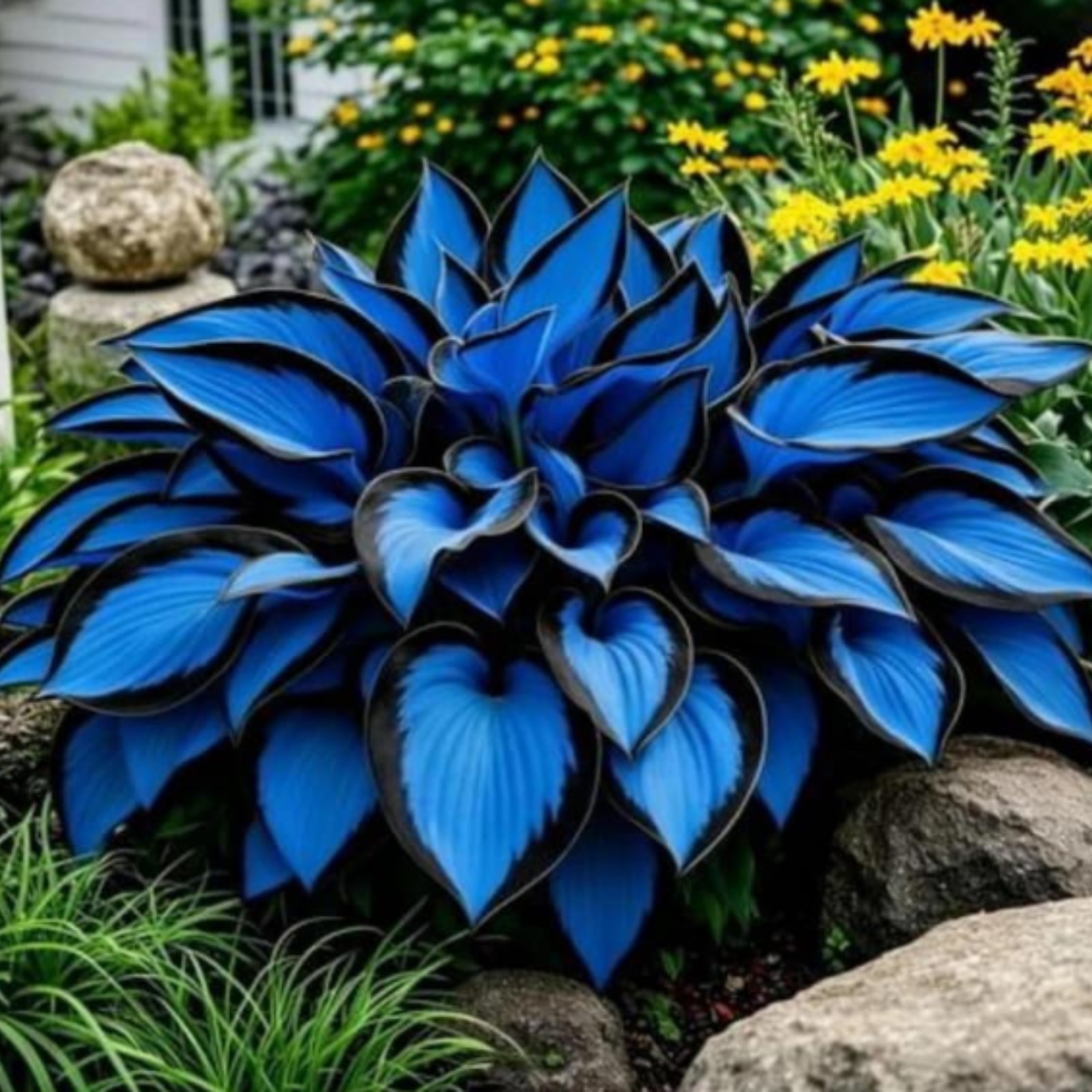 Mixed Hosta Planting Bulbs Pack 3 6 10 Hardy Perennial Shade Garden Plants