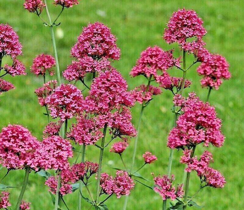 RED VALERIAN, 100 SEEDS, RED, CENTRANTHUS RUBER, JUPITERS BEARD