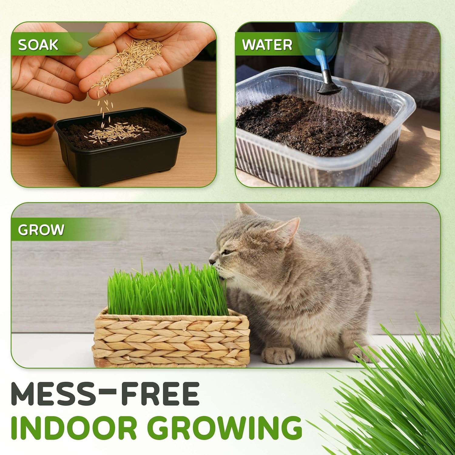 – Cat Grass for Indoor or Outdoor Cats, 1Lb Wheatgrass – Premium, 100% Chemic…
