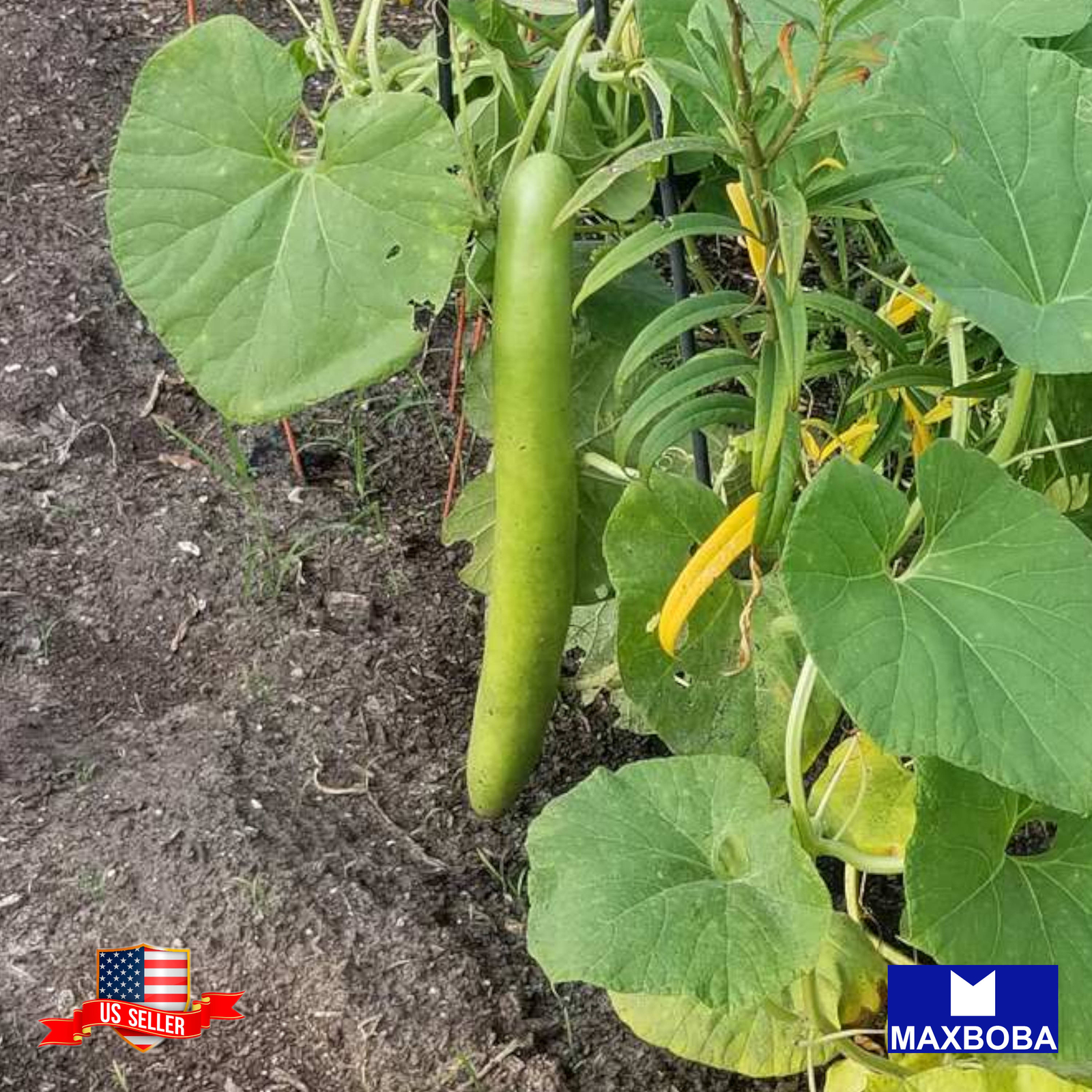 10 Cucuzzi Gourd Seeds Italian Edible Non-GMO Heirloom Vegetable BOGO 50% OFF