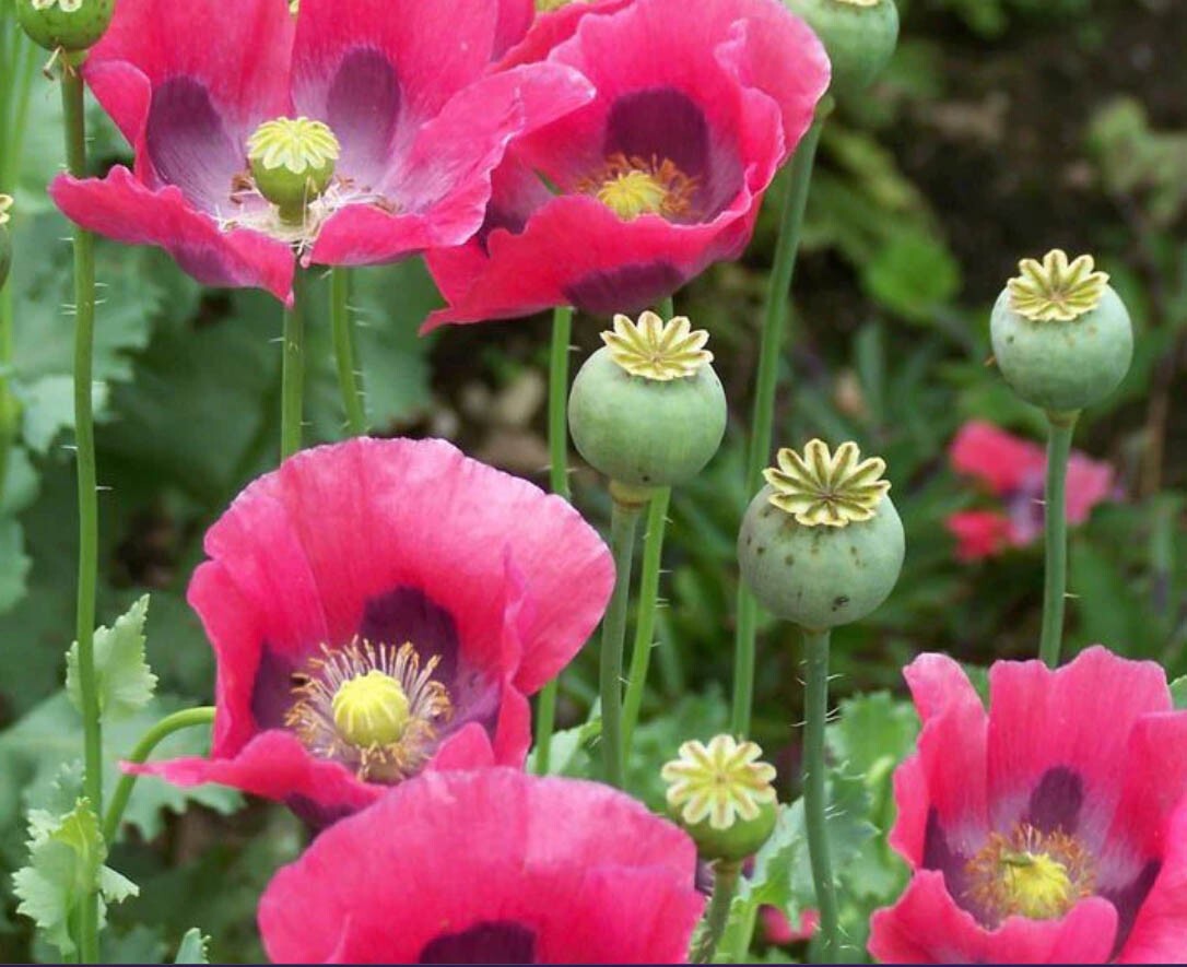 Poppy DELUXE MIX Breadseed Poppies Large Blooms Decorative Pods USA 500 Seeds!