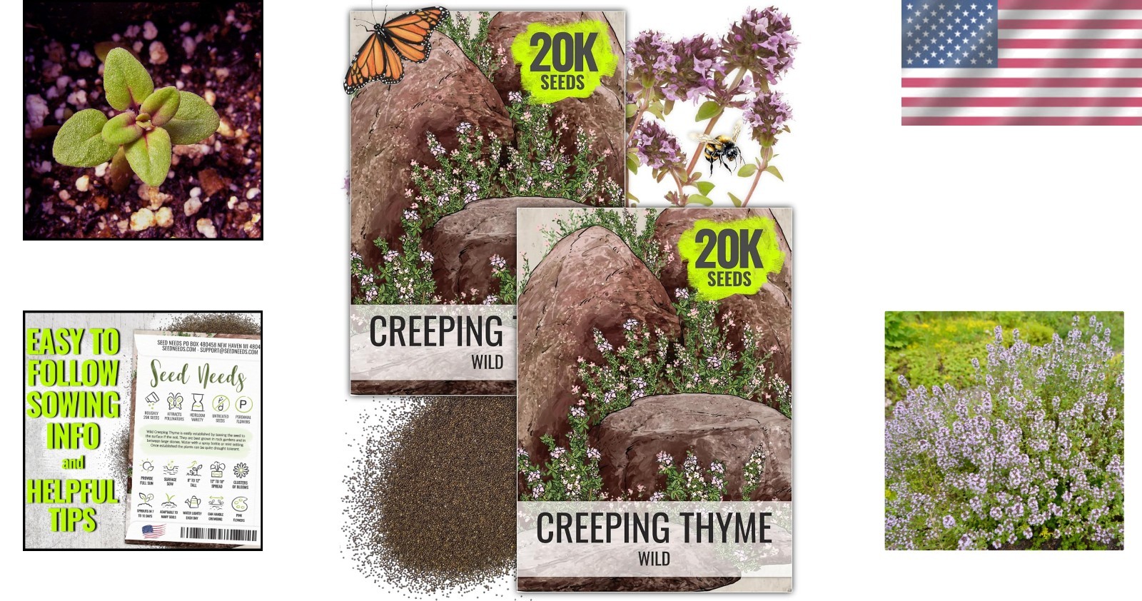 Heirloom Wild Creeping Thyme Seeds – Attractive Purple Flower Groundcover
