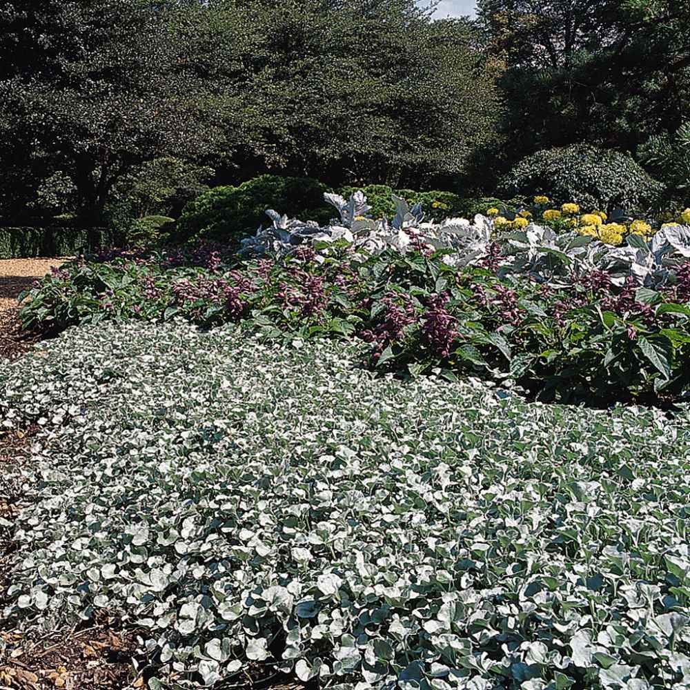 15 Seeds Dichondra Seeds Heat & Drought Tolerant Silver Falls Ground Cover