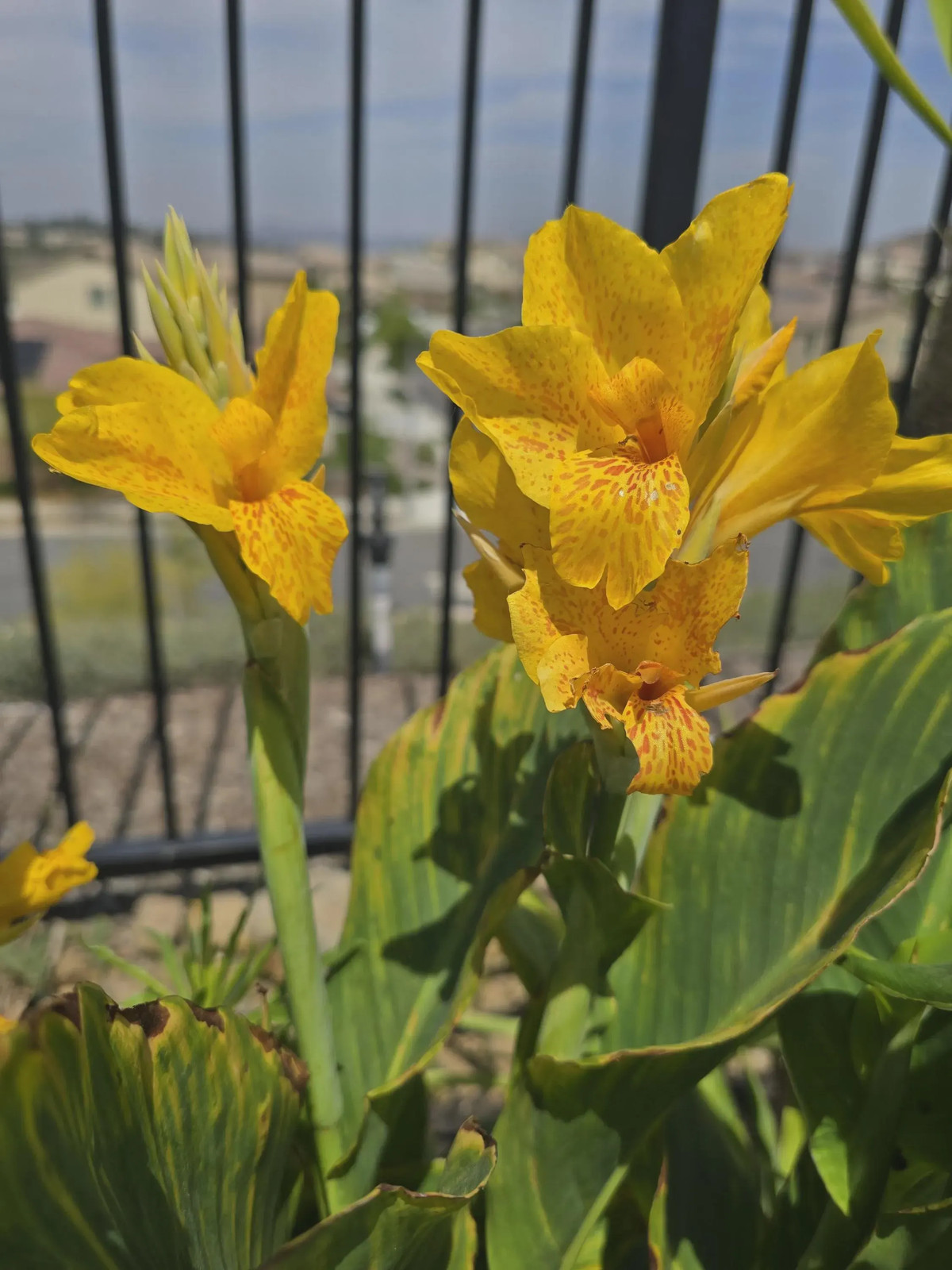 Golden Lucifer Rhizomes – Yellow Red Speckled Blooms – 1-Rhizome