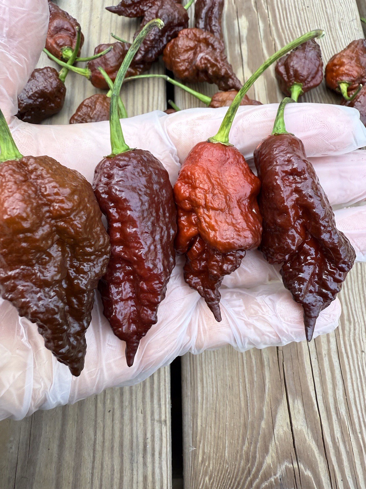 10+ Chocolate Bhutlah Pepper Seeds SUPERHOT!100% Organically Grown Free Shipping