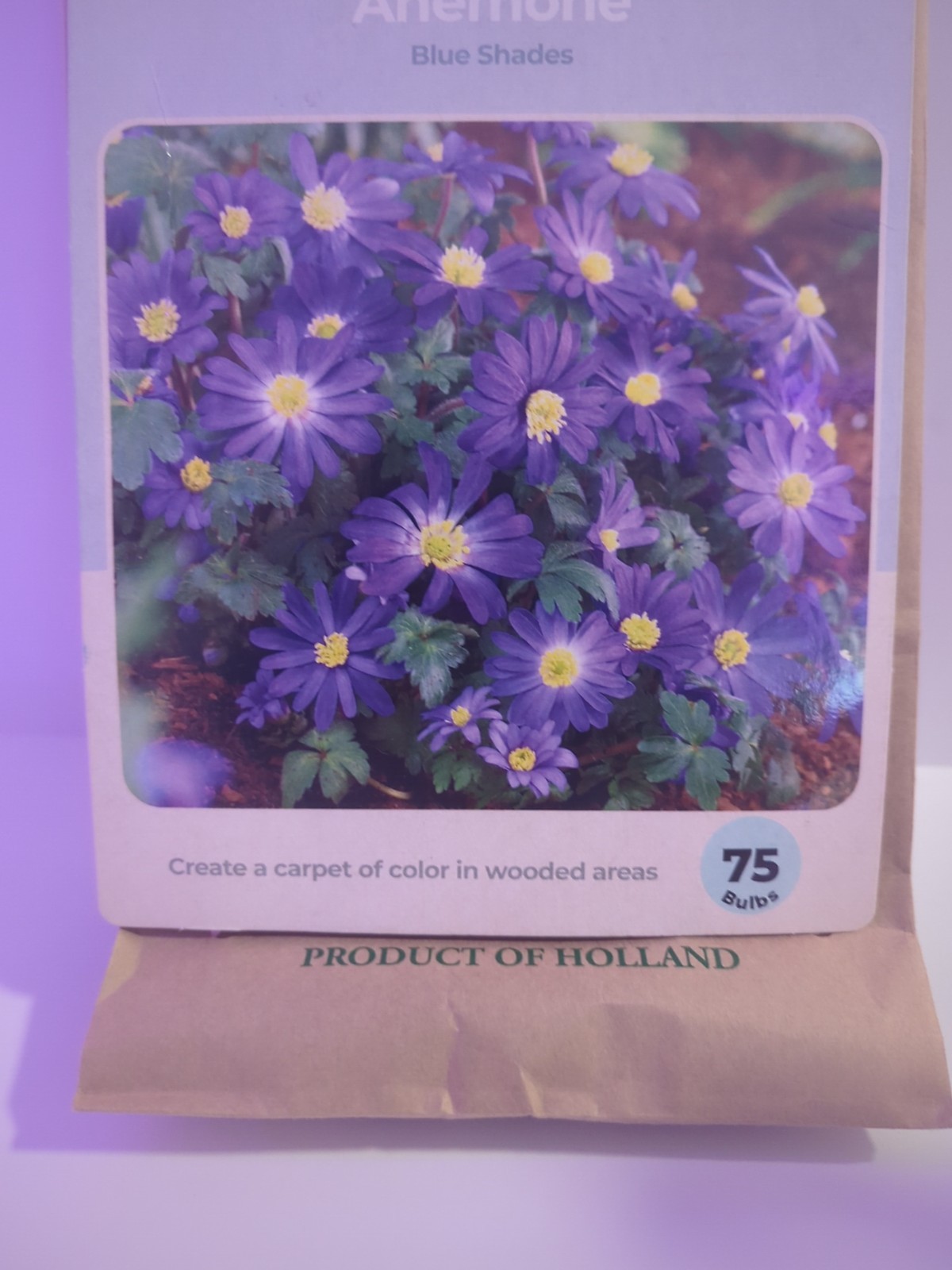 Easy to Grow Anemone Blanda Mixed Plant Bulbs Spring Blooming Flowers Blue