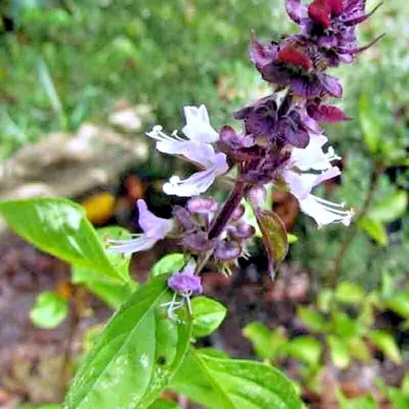 600+ CINNAMON BASIL SEEDS SPRING HERB PERENNIAL HEIRLOOM INSECT BUG REPELLENT US