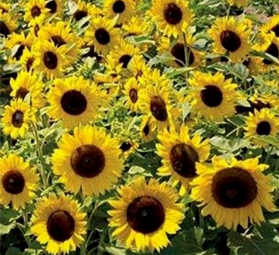 Dwarf Sunspot Sunflower Seed 25+ Seeds NON-GMO BUY 4 GET FREE SHIPPING