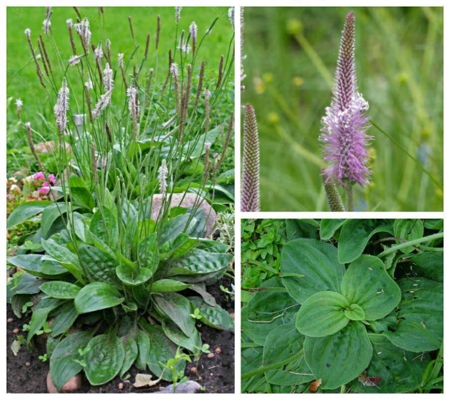 Flowering Plantain 50+ Seeds ~ Plantago media~ Bee & Pollinator Magnet, Hoary