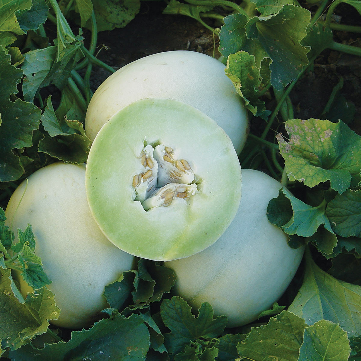 Honey Dew Green Flesh Cantaloupe Seeds 50+ Fruit Melon NON-GMO FREE SHIPPING