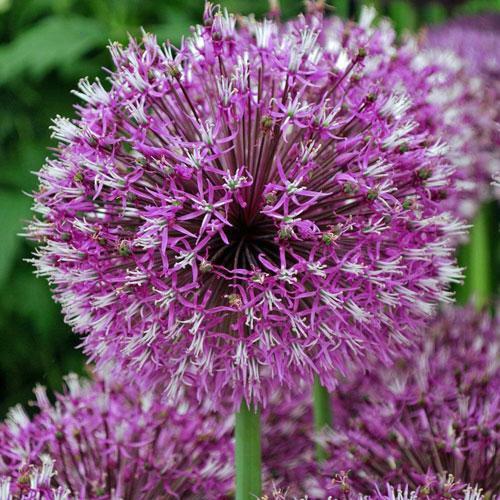 Allium jesdianum | Ornamental Onion or Allium | ‘Michael Hoog’ | 10 Seeds